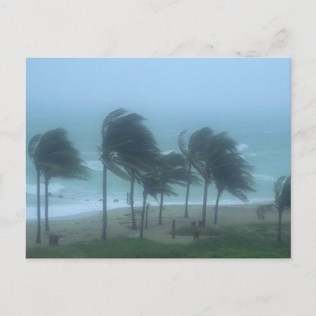 Miami Beach, Florida, hurricane winds lashing Postcard (Front)