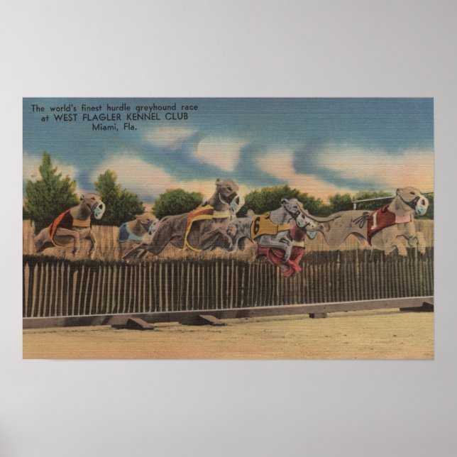 Miami, FL - Greyhound Dog Race at Kennel Club Poster (Front)