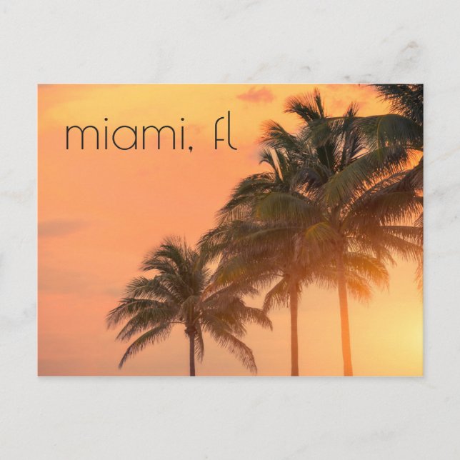 Miami Palms Postcard (Front)