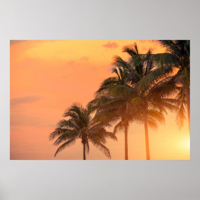 Miami Palms Poster (Front)