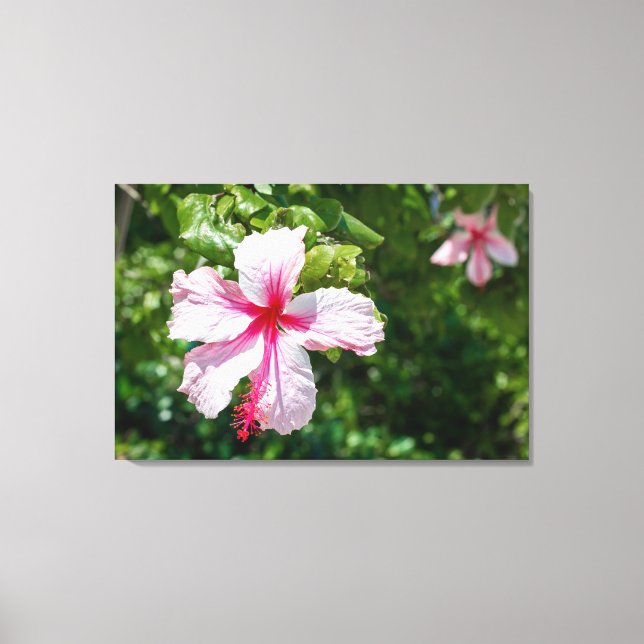 Miami Pink Hibiscus Tropical Flower Bloom  Canvas Print (Front)