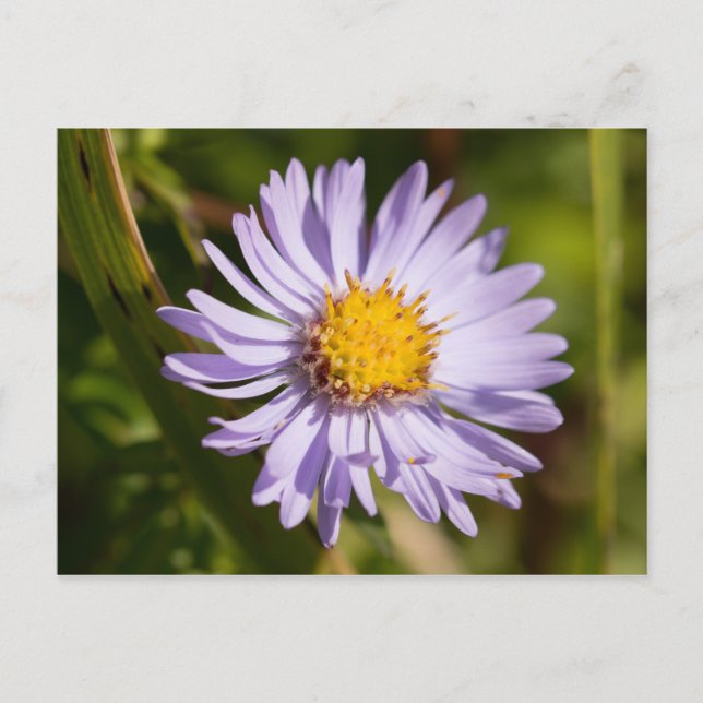 Michaelmas Daisy Postcard (Front)