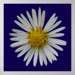 Michaelmas Daisy Poster