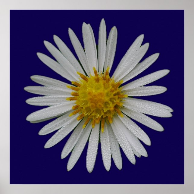 Michaelmas Daisy Poster (Front)
