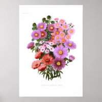Michaelmas Dasies (Asters)