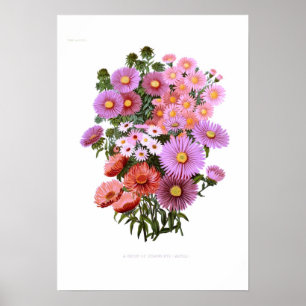 Michaelmas Dasies (Asters) Poster