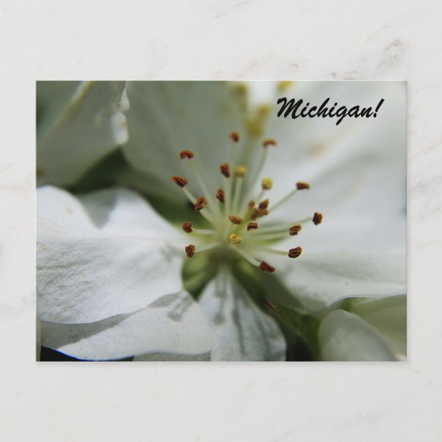 Michigan Apple Blossom Postcard (Front)