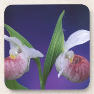 Michigan, Bruce Peninsula National Park. Showy Coaster