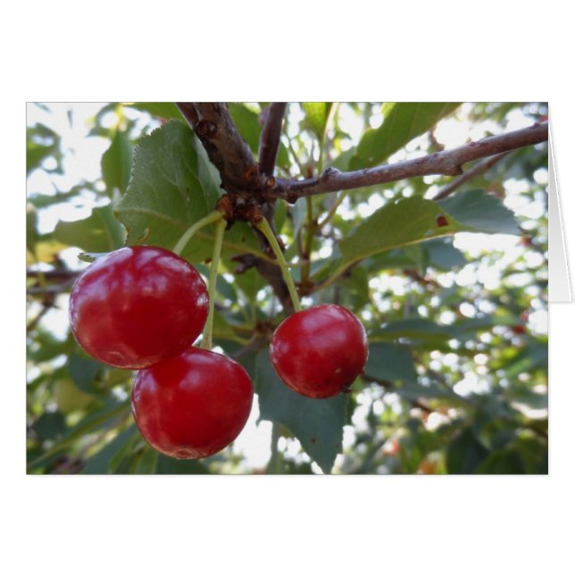 Michigan Cherries (Front Horizontal)