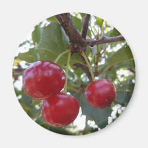 Michigan Cherries Magnet