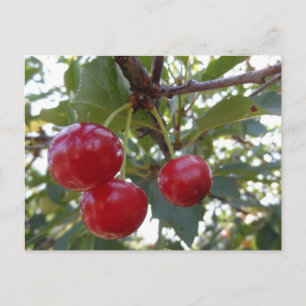 Michigan Cherries Postcard