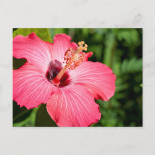 Michigan, Dearborn. Detail Of Pink Hibiscus Postcard