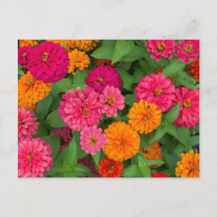 Michigan, Dearborn, Greenfield Village. Close up Postcard