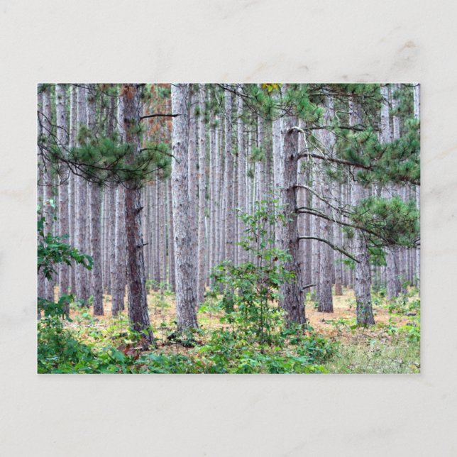 Michigan Pine Trees Postcard (Front)