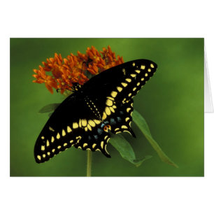 Michigan, Rochester. American Eastern Black