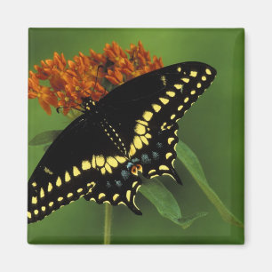 Michigan, Rochester. American Eastern Black Magnet