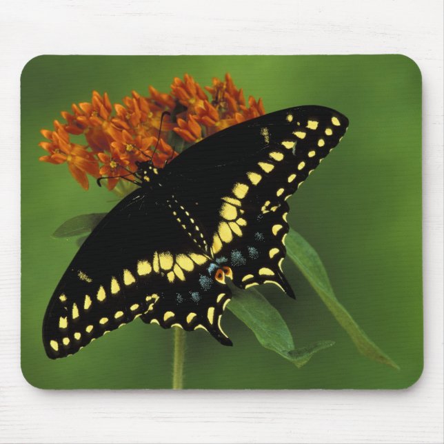 Michigan, Rochester. American Eastern Black Mouse Pad (Front)