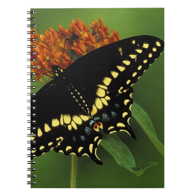 Michigan, Rochester. American Eastern Black Notebook (Front)