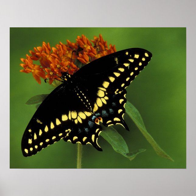 Michigan, Rochester. American Eastern Black Poster (Front)