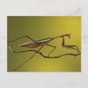 Michigan, Rochester Hills. Praying Mantis on Postcard