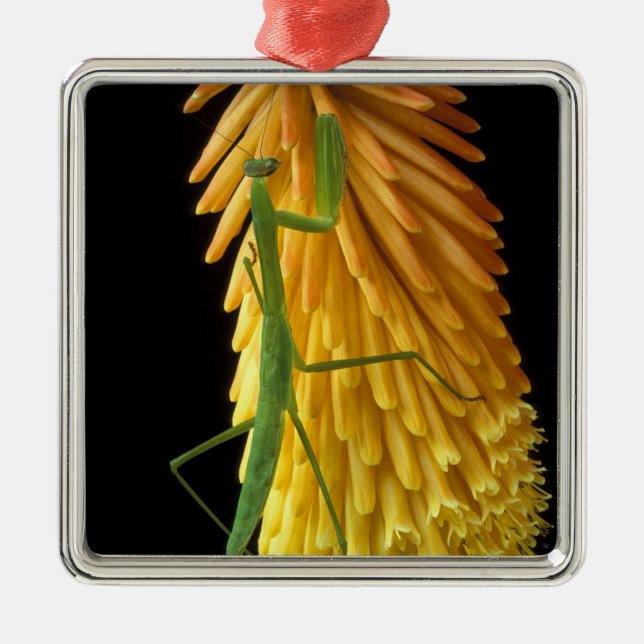 Michigan, Rochester Hills. Praying Mantis on Red Metal Tree Decoration (Front)