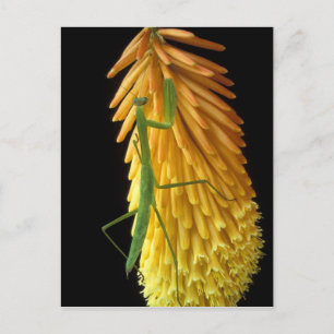 Michigan, Rochester Hills. Praying Mantis on Red Postcard