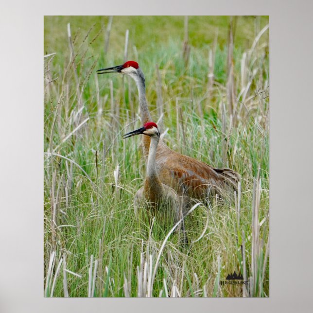 Michigan Sandhill Cranes Poster (Front)