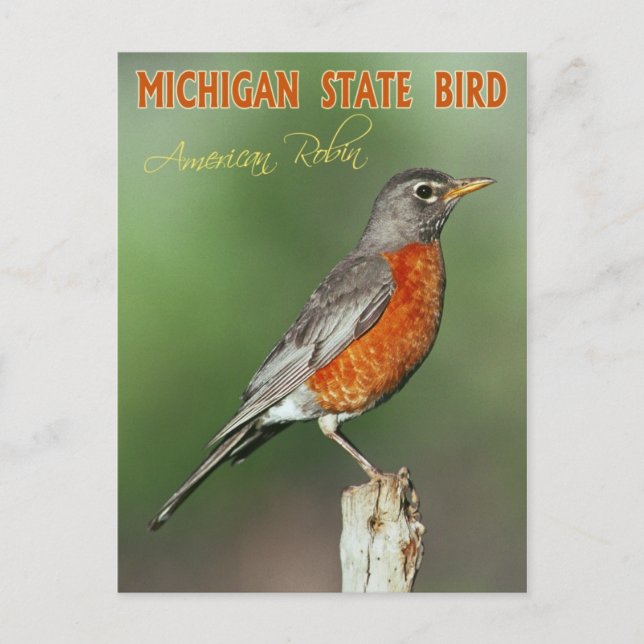 Michigan State Bird - American Robin Postcard (Front)