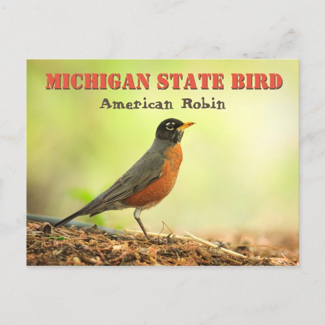 Michigan State Bird Robin Postcard (Front)