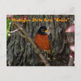 Michigan State Bird Robin Postcard