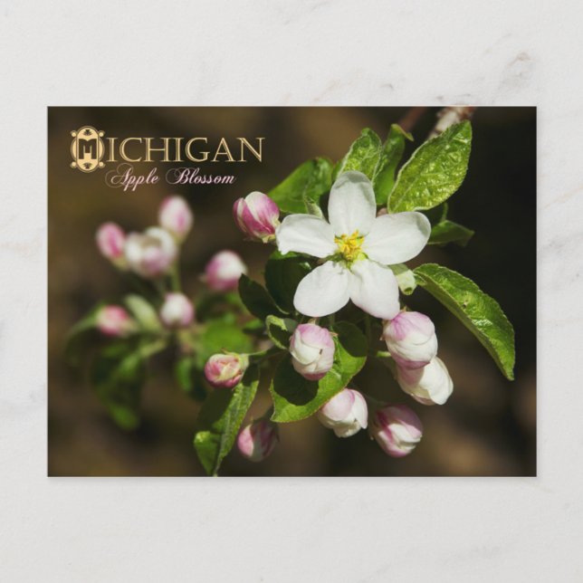 Michigan State Flower: Apple Blossom Postcard (Front)
