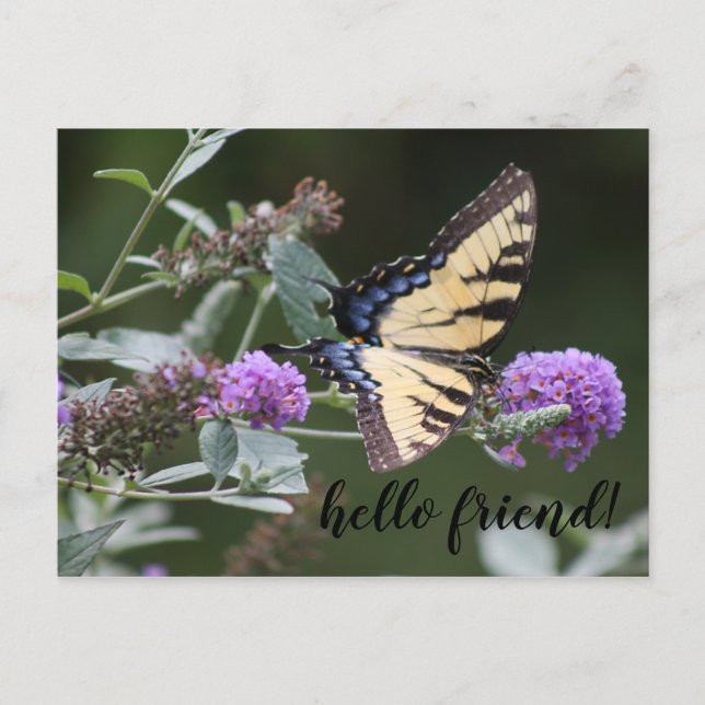Michigan Swallowtail Butterfly Postcard (Front)