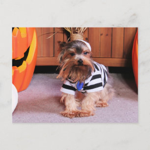 Mickey - Yorkshire Terrier - Shannon Postcard