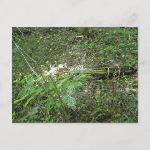 Micrathena Web Postcard
