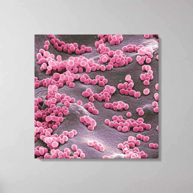 Micrococcus Bacteria Canvas Print (Front)