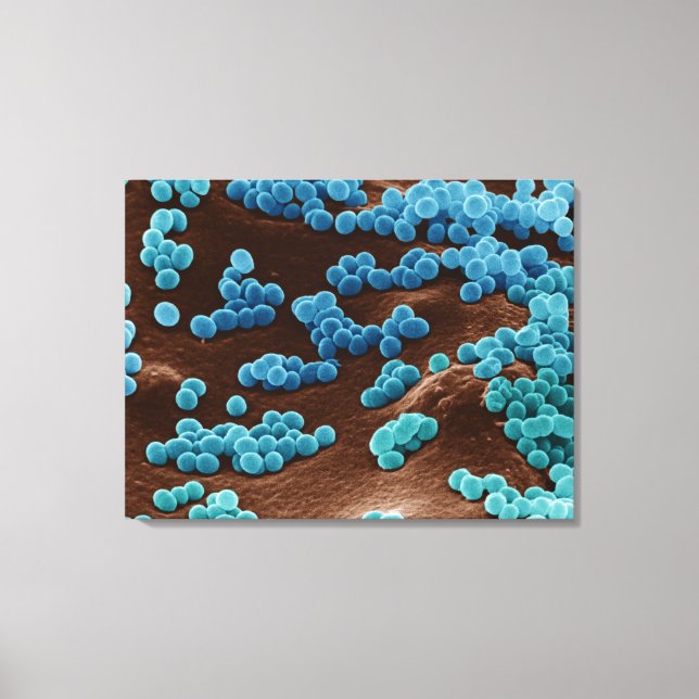 Micrococcus Bacteria on agar Canvas Print (Front)
