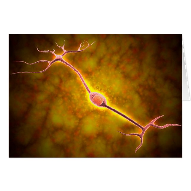 Microscopic View Of A Bipolar Neuron (Front Horizontal)