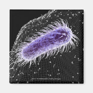 Microscopic view of a helicobacter pylori cell magnet
