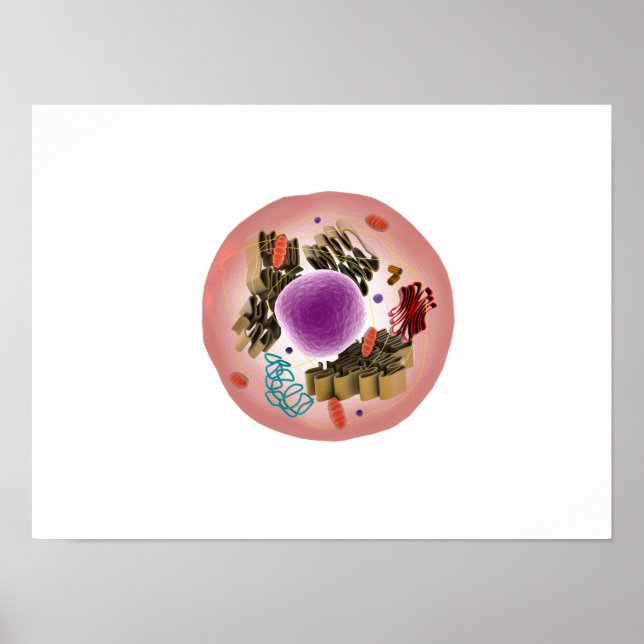 Microscopic View Of Animal Cell 1 Poster (Front)