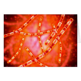 Microscopic View Of Anthrax 1