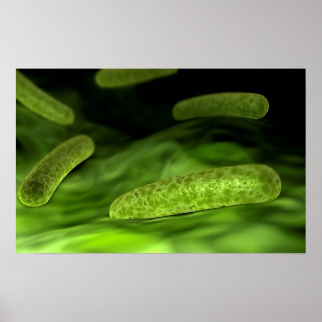 Microscopic View Of Bacteria 1 Poster (Front)
