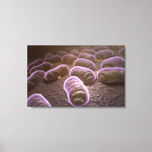 Microscopic view of bacteria canvas print