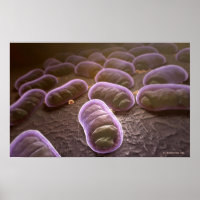 Microscopic view of bacteria
