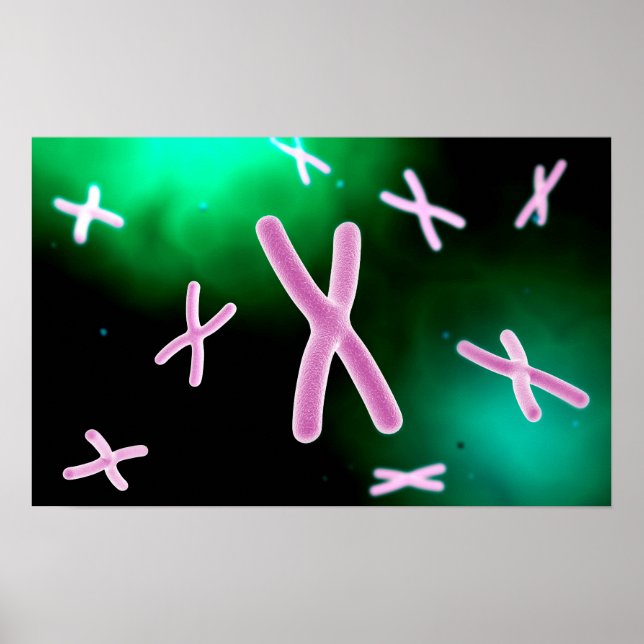 Microscopic View Of Chromosome 2 Poster (Front)