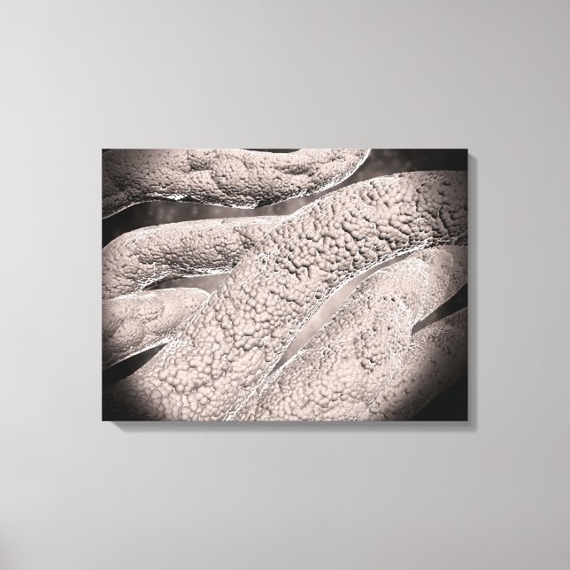 Microscopic View Of Corncob Formation Canvas Print (Front)
