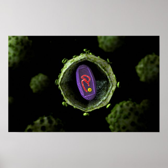 Microscopic View Of HIV Virus, Cross Section Poster (Front)