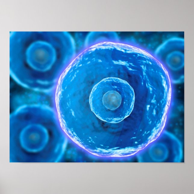 Microscopic View Of Human B-Cells 1 Poster (Front)