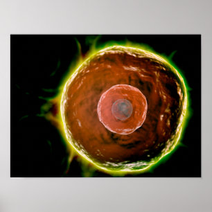 Microscopic View Of Human B-Cells 2 Poster