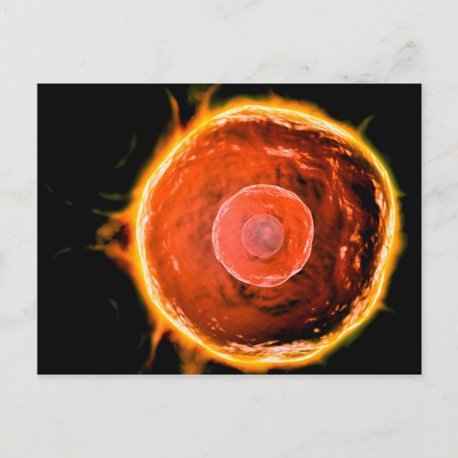 Microscopic View Of Human B-Cells 3 Postcard (Front)