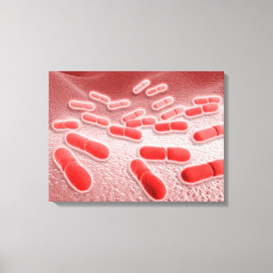 Microscopic View Of Listeria Monocytogenes 4 Canvas Print